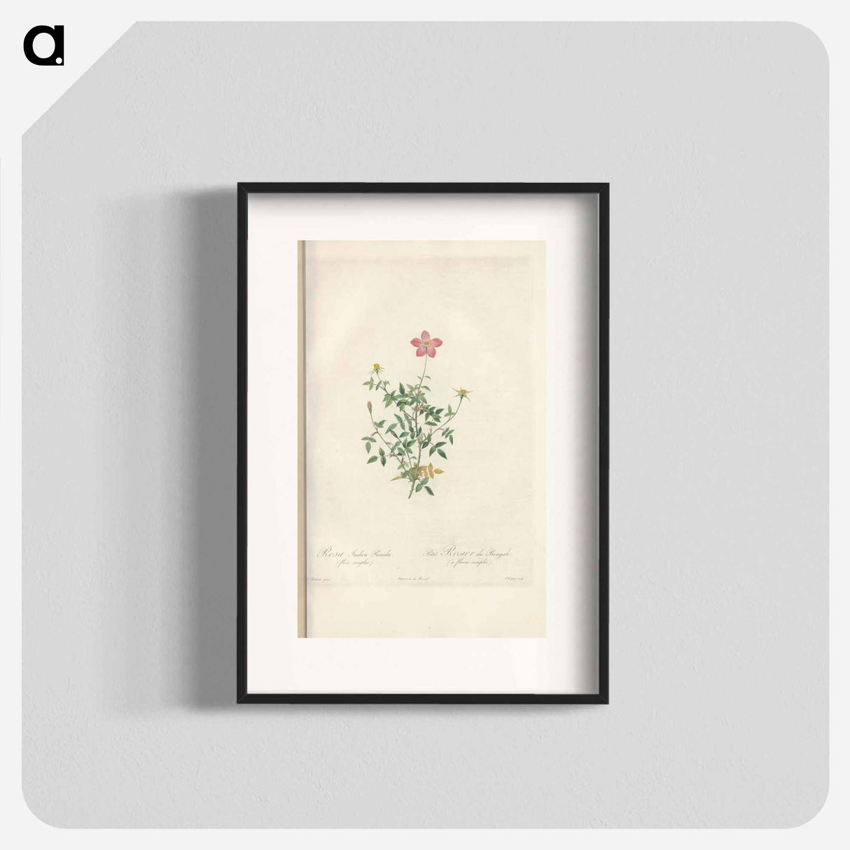 Rose illustration - Pierre Joseph Redouté Poster.