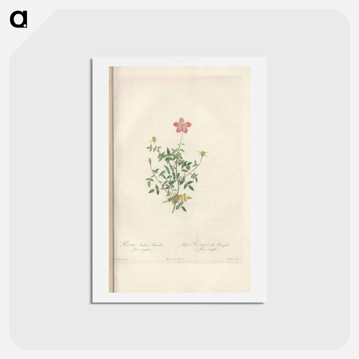 アートポストカード-Rose illustration - ピエール ジョゼフ ルドゥーテ Postcard.