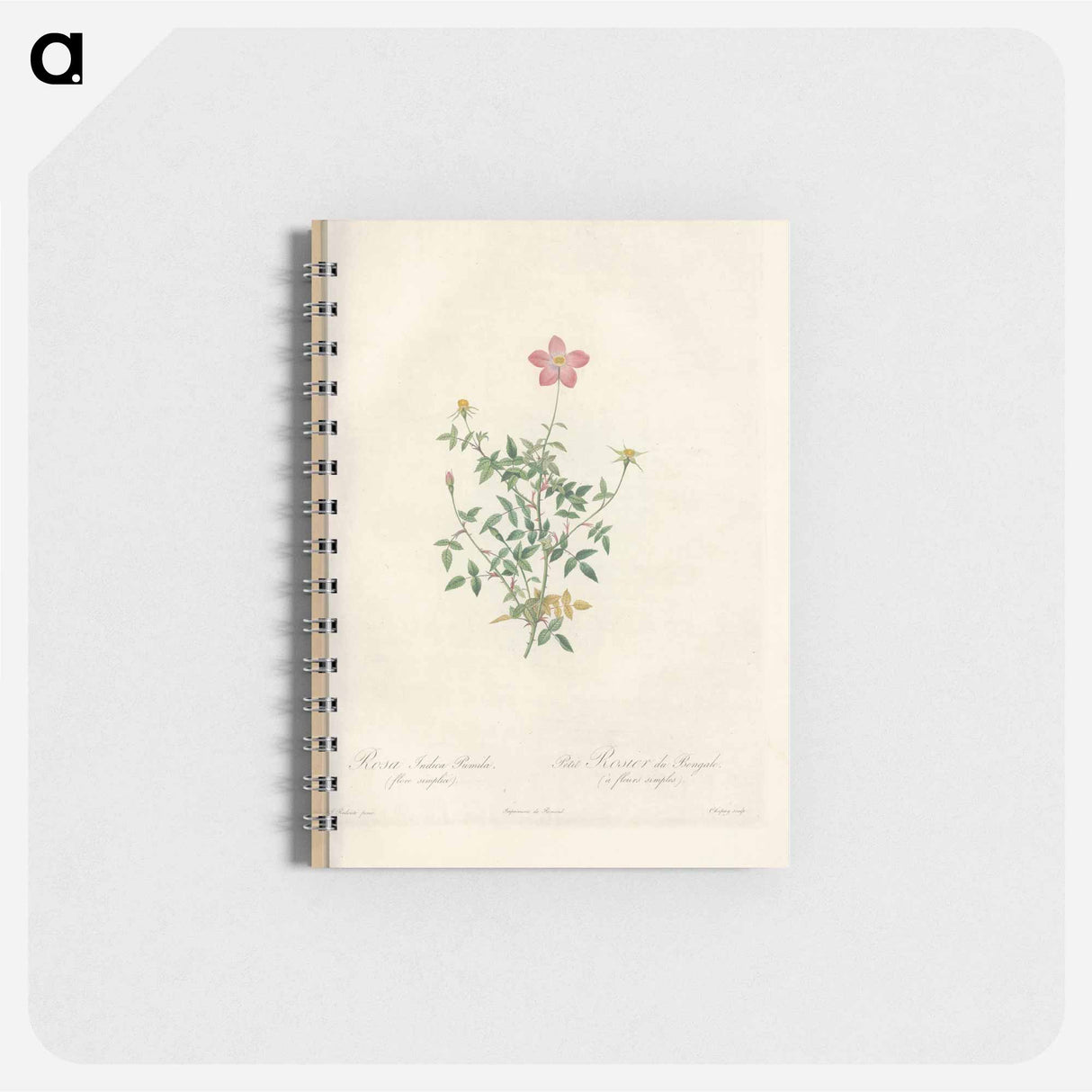 Rose illustration - ピエール ジョゼフ ルドゥーテ Memo.