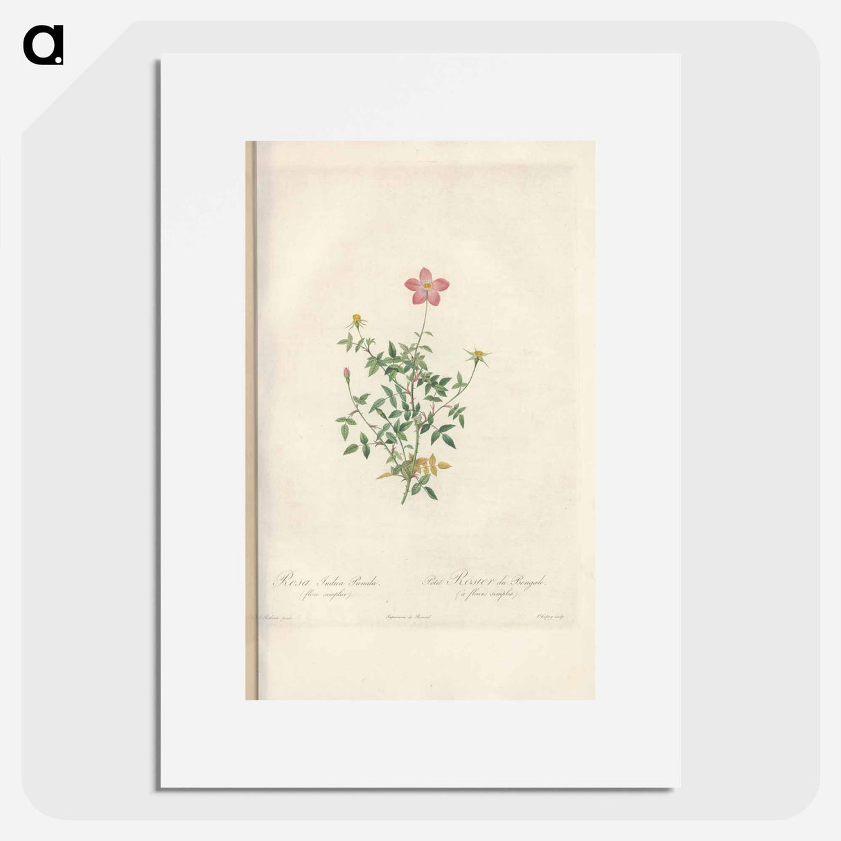 Rose illustration - Pierre Joseph Redouté Poster.