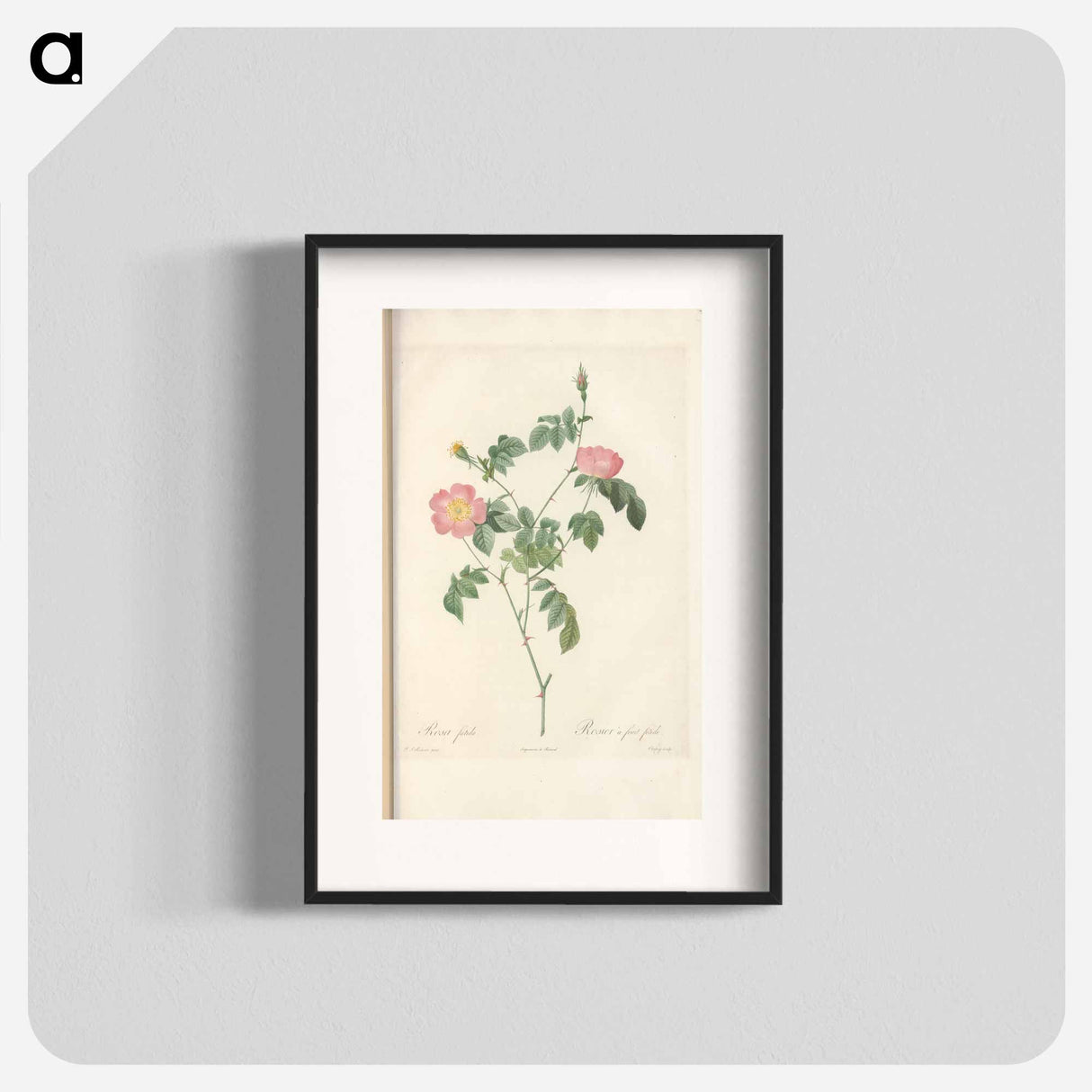 Rose illustration - Pierre Joseph Redouté Poster.