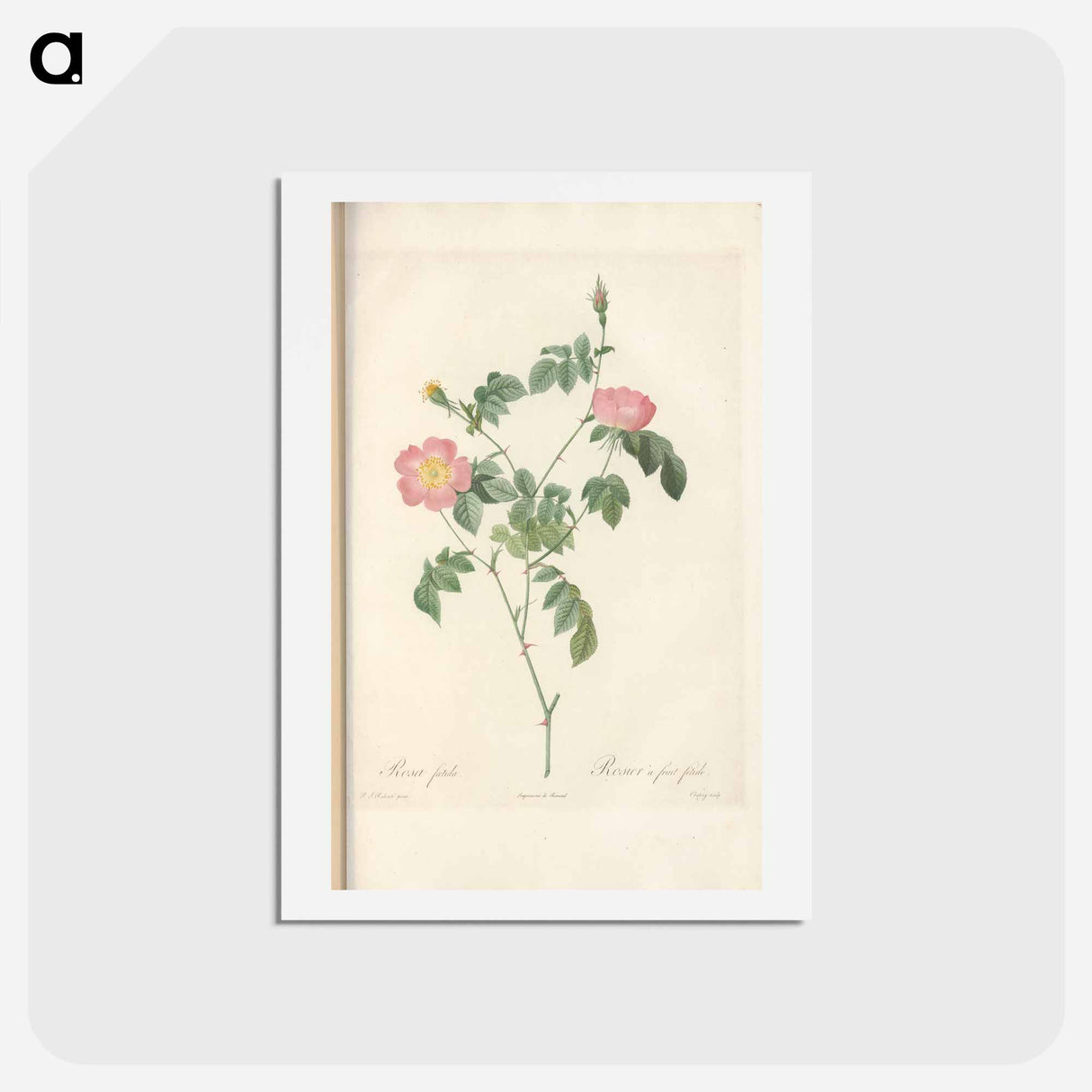 アートポストカード-Rose illustration - ピエール ジョゼフ ルドゥーテ Postcard.