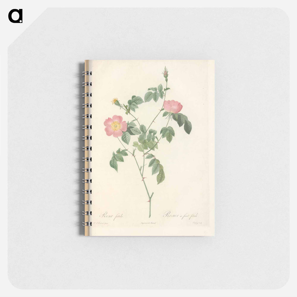 Rose illustration - ピエール ジョゼフ ルドゥーテ Memo.