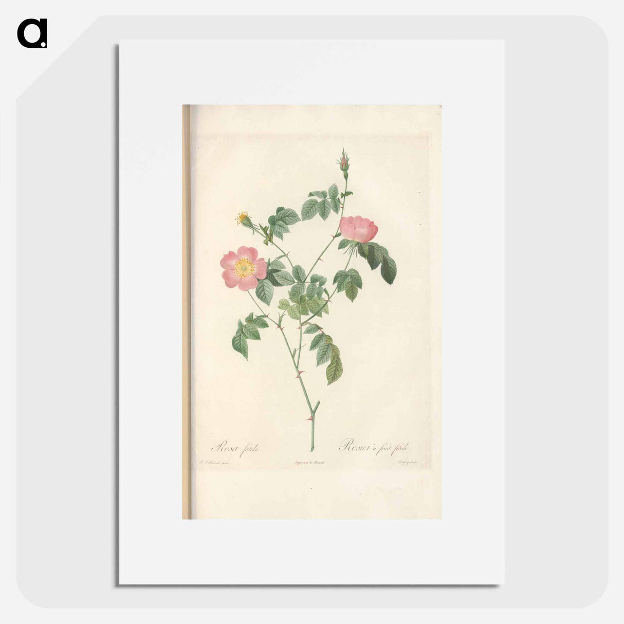 Rose illustration - Pierre Joseph Redouté Poster.