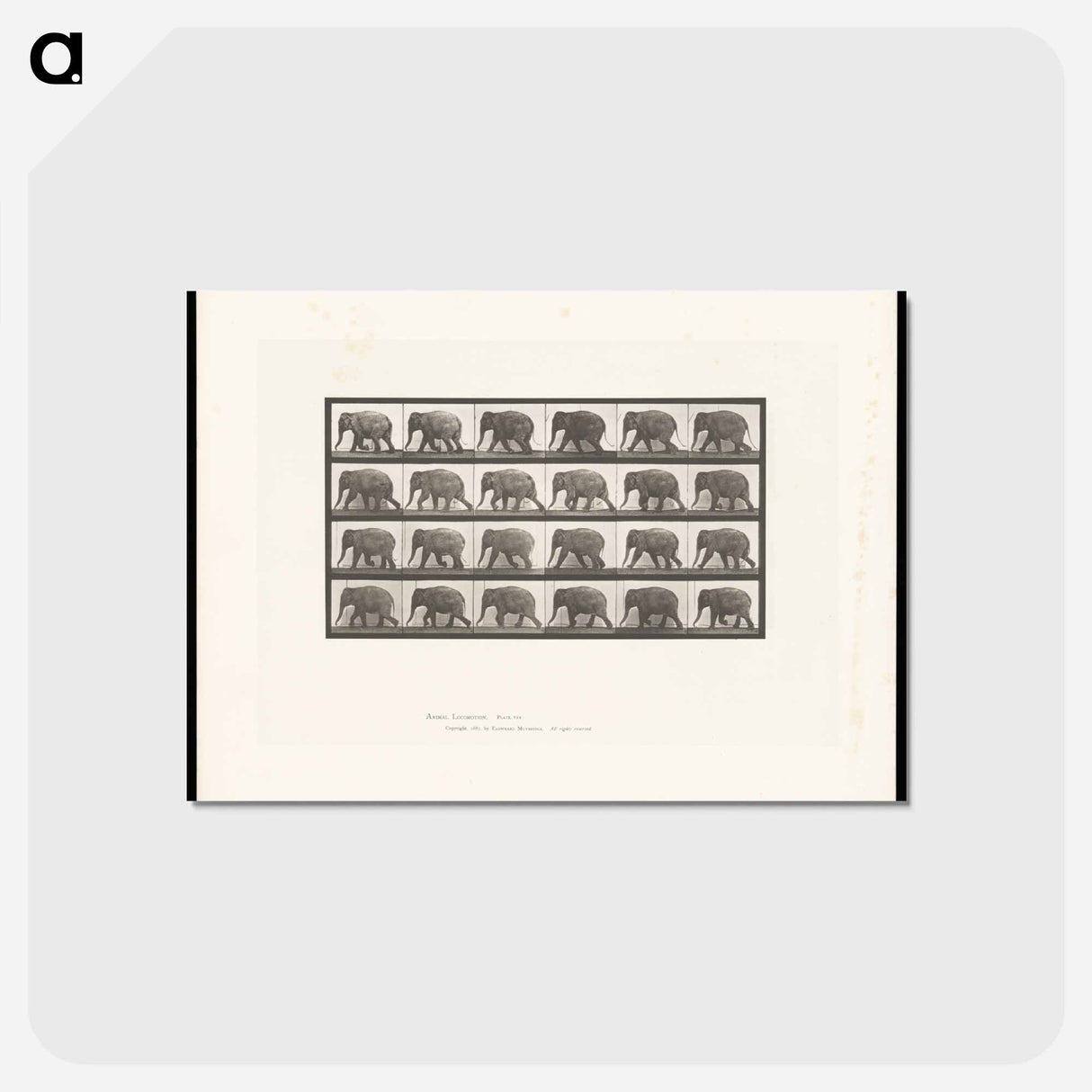 アートポストカード-Elephant Walking
- エドワード マイブリッジ Postcard.