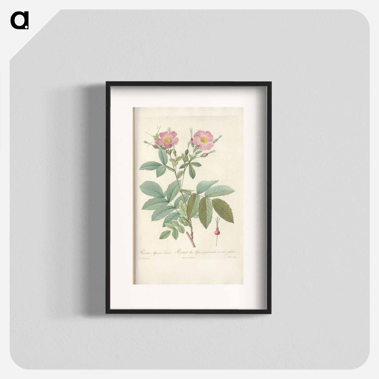 Rose illustration - Pierre Joseph Redouté Poster.