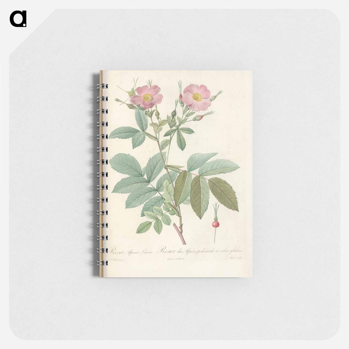 Rose illustration - ピエール ジョゼフ ルドゥーテ Memo.