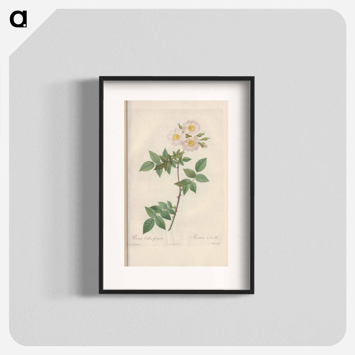 Rose illustration - Pierre Joseph Redouté Poster.