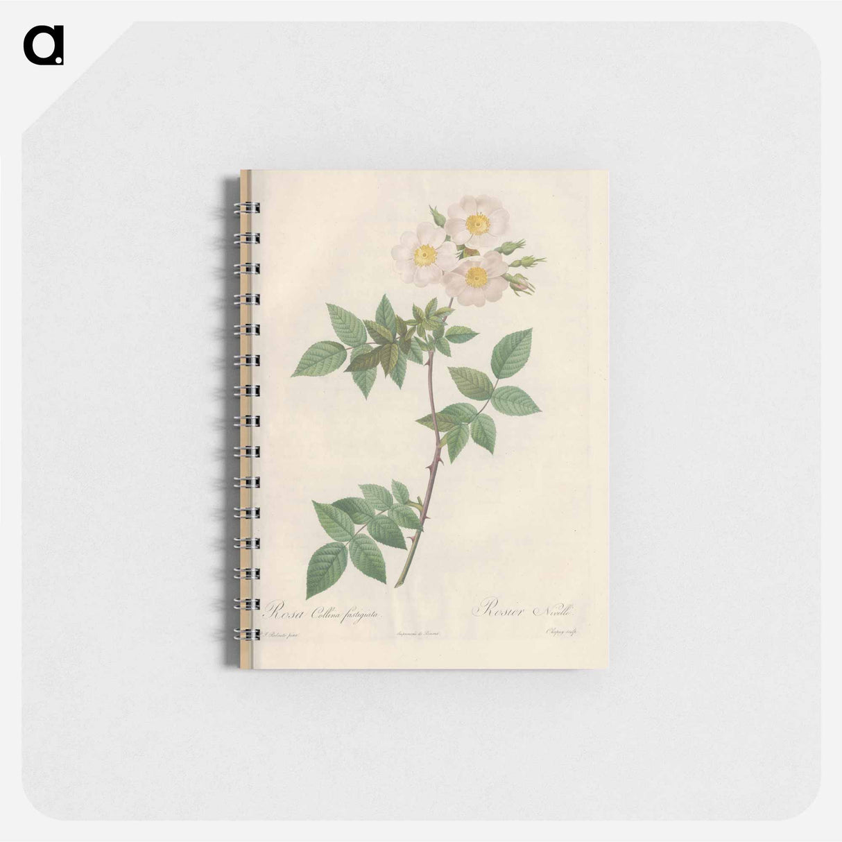 Rose illustration - ピエール ジョゼフ ルドゥーテ Memo.