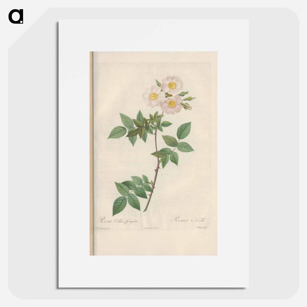 Rose illustration - Pierre Joseph Redouté Poster.