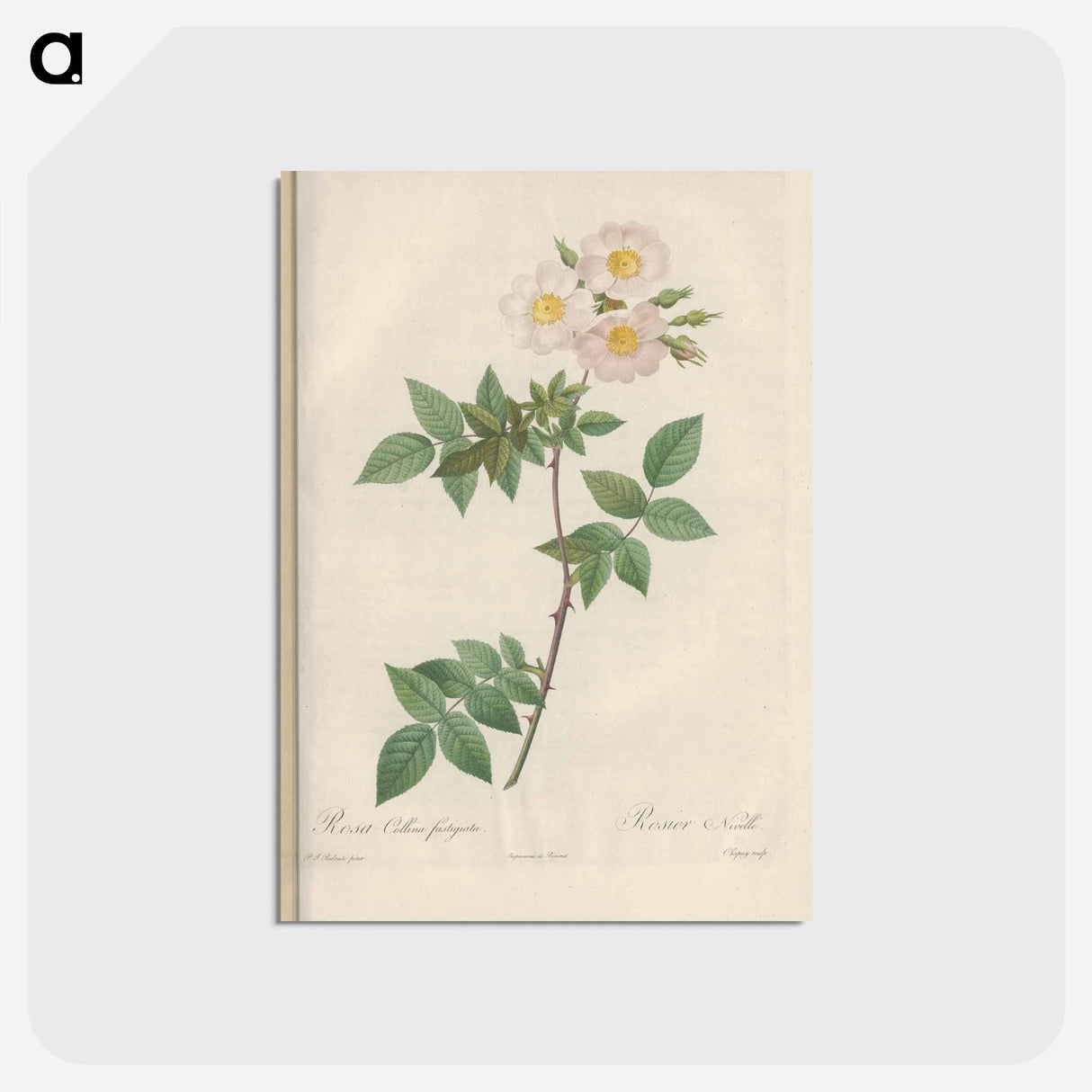 アートポストカード-Rose illustration - ピエール ジョゼフ ルドゥーテ Postcard.