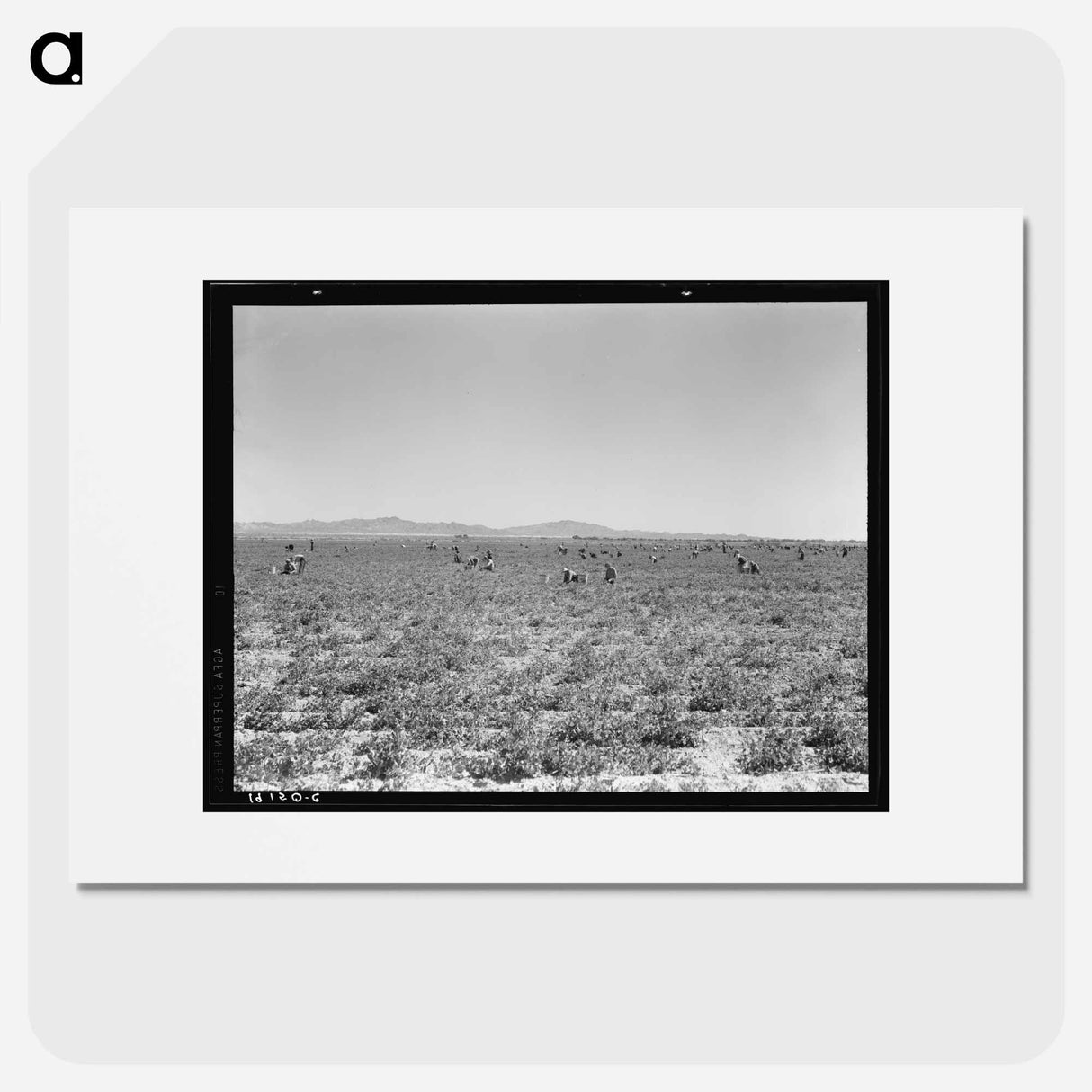 アートポスター-500 Pea Pickers in Field of Large-Scale Sinclair Ranch - ドロテア ラング Poster.