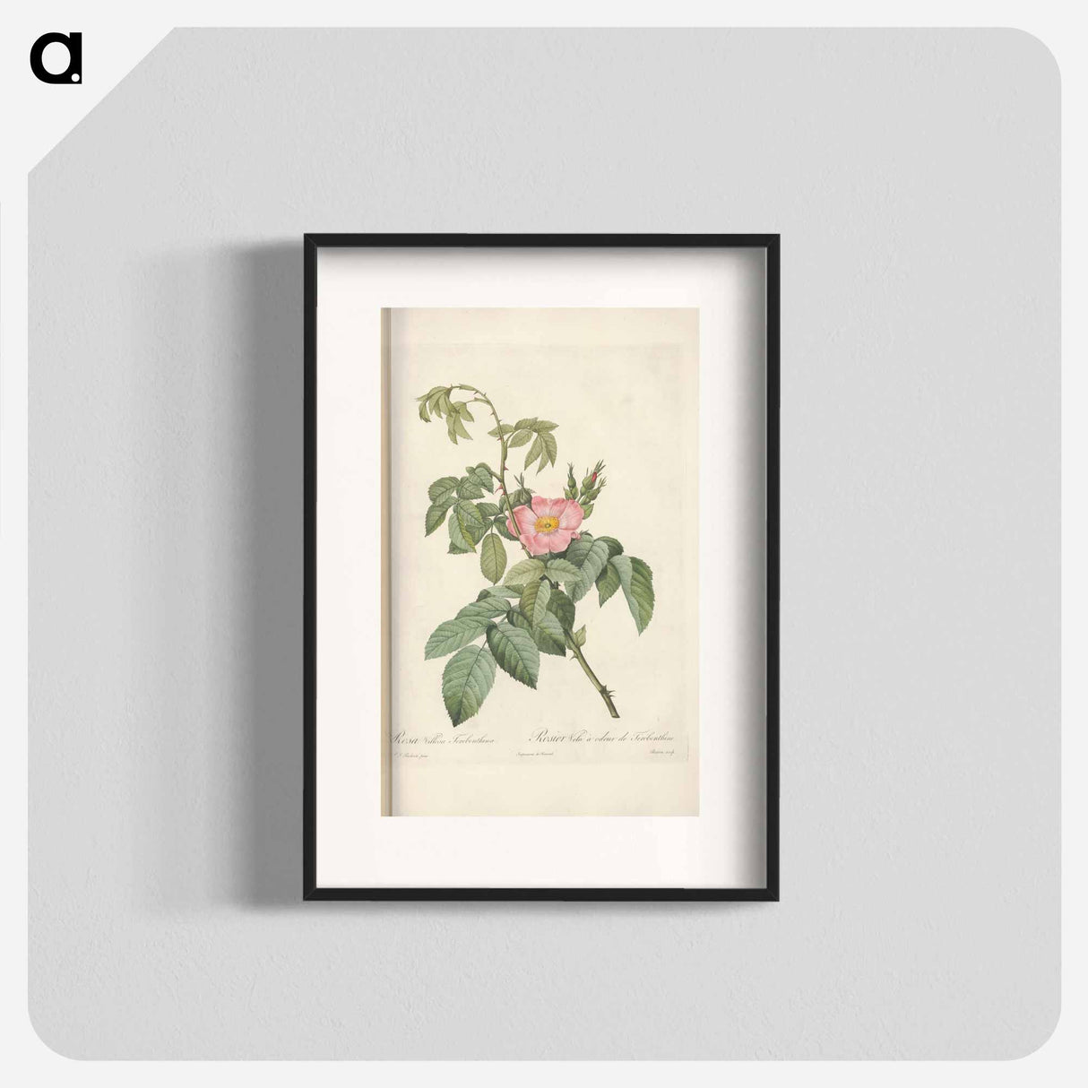 Rose illustration - Pierre Joseph Redouté Poster.