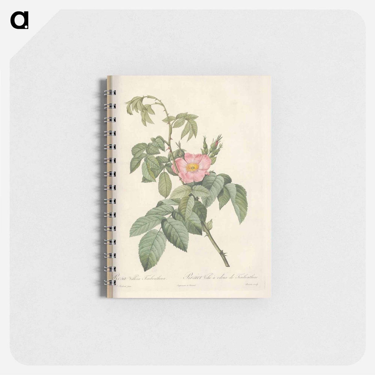 Rose illustration - ピエール ジョゼフ ルドゥーテ Memo.