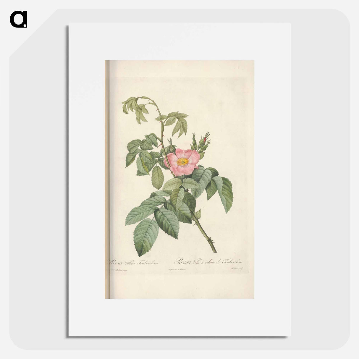 Rose illustration - Pierre Joseph Redouté Poster.