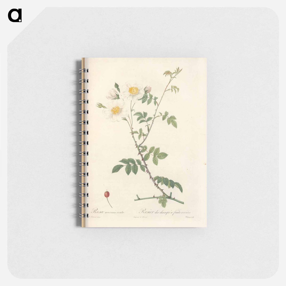 Rose illustration - ピエール ジョゼフ ルドゥーテ Memo.