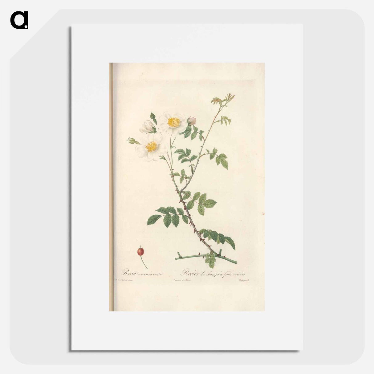 Rose illustration - Pierre Joseph Redouté Poster.