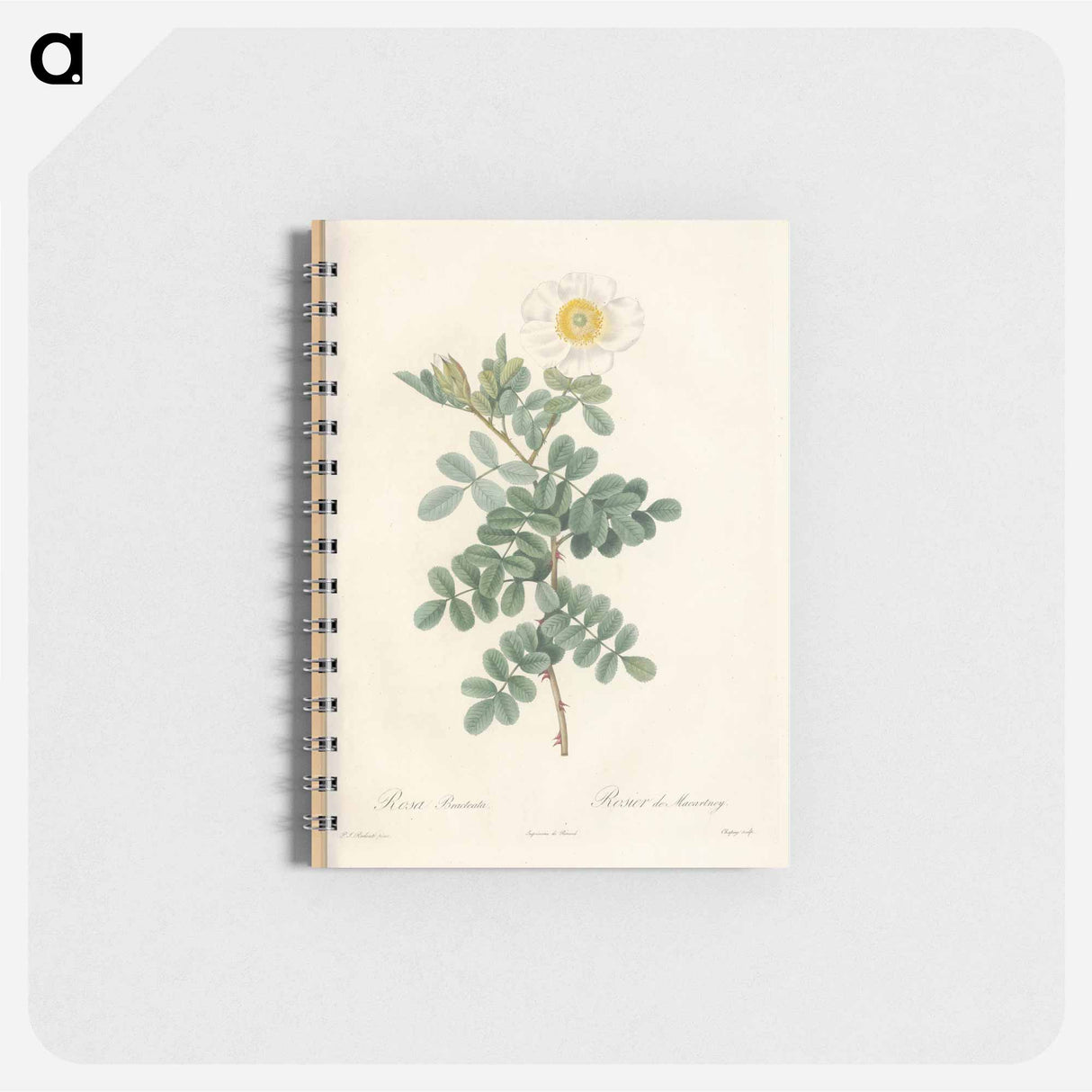 Rose illustration - ピエール ジョゼフ ルドゥーテ Memo.