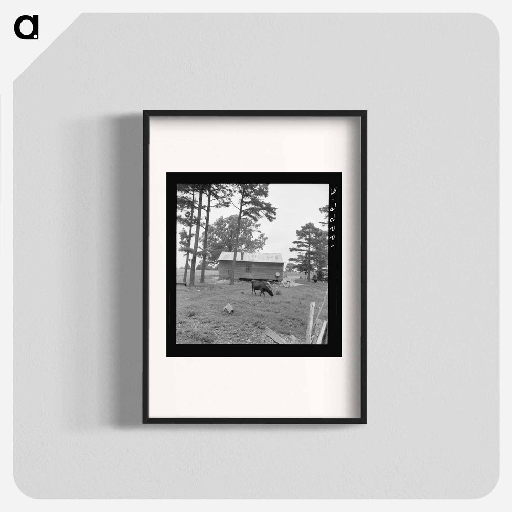 Sharecropper House - Dorothea Lange Poster.