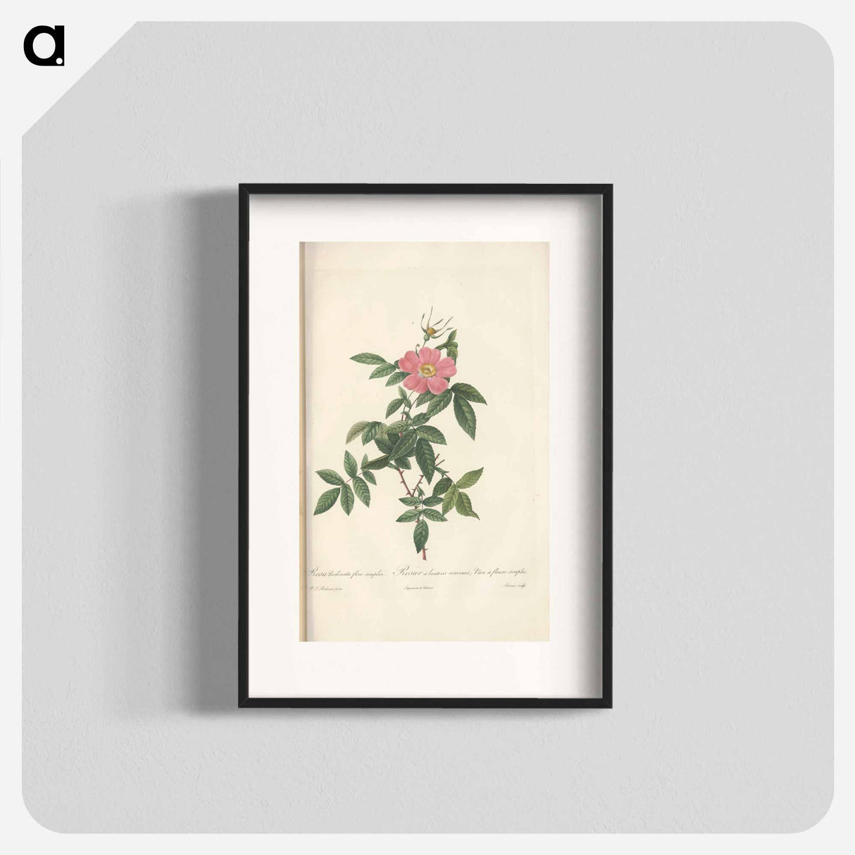 Rose illustration - Pierre Joseph Redouté Poster.