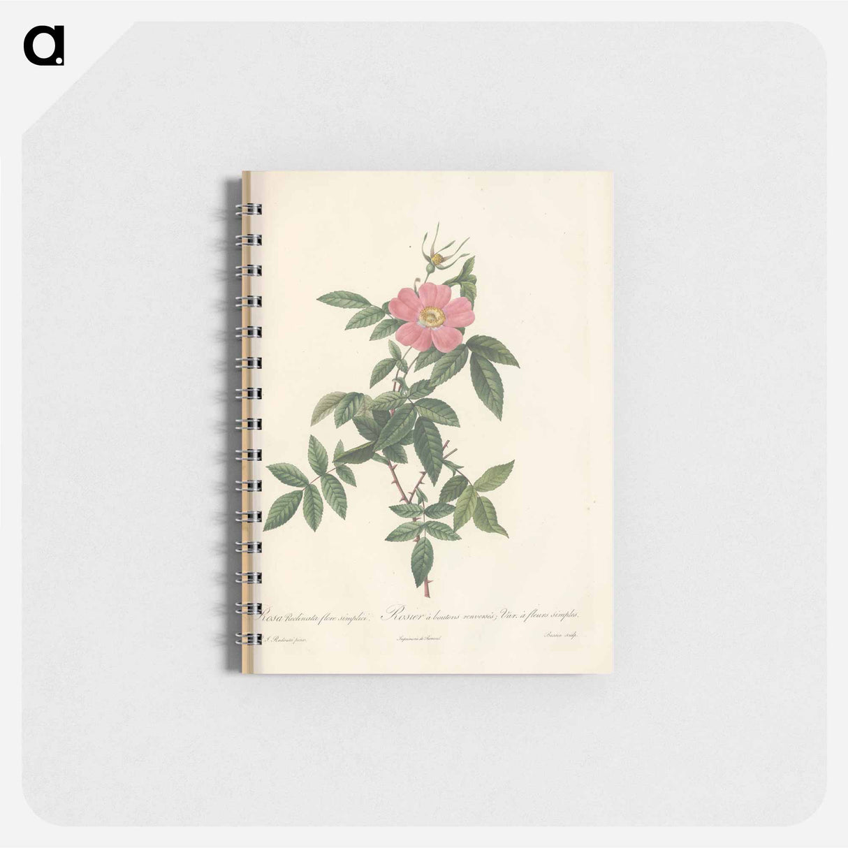 Rose illustration - ピエール ジョゼフ ルドゥーテ Memo.