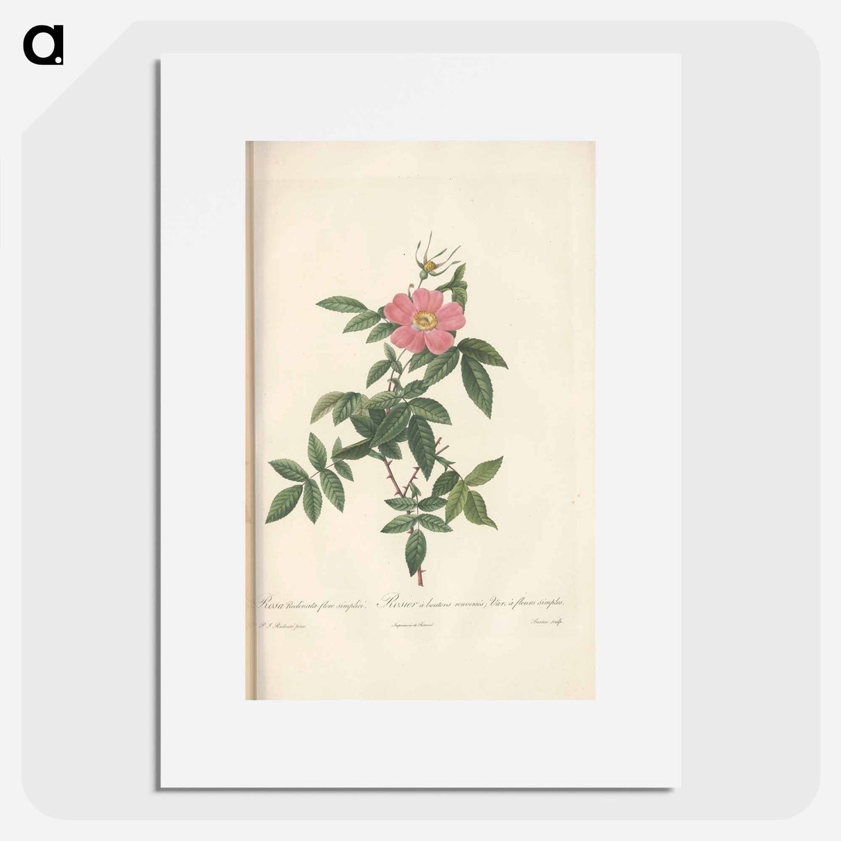 Rose illustration - Pierre Joseph Redouté Poster.