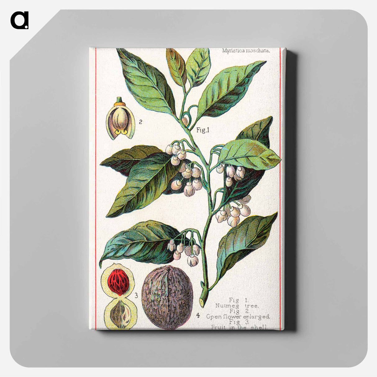 アートパネル-Nutmeg
- ボストン公共図書館 Canvas.
