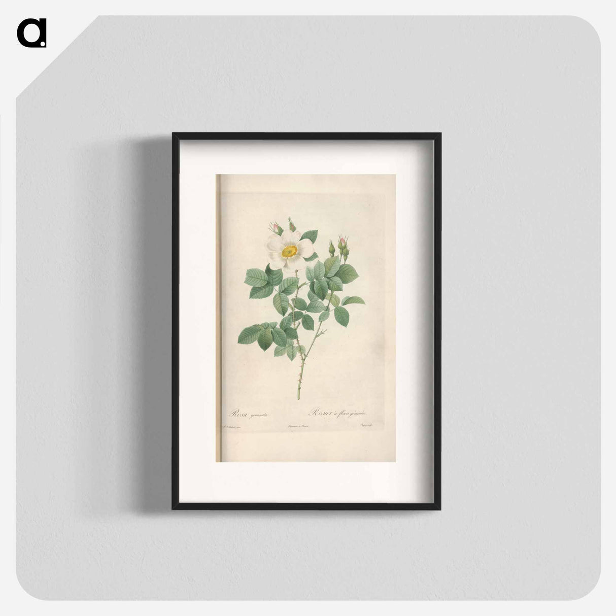 Rose illustration - Pierre Joseph Redouté Poster.