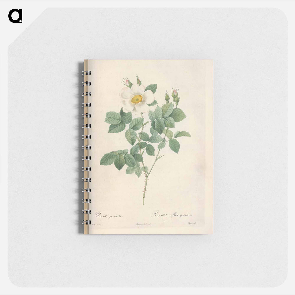 Rose illustration - ピエール ジョゼフ ルドゥーテ Memo.