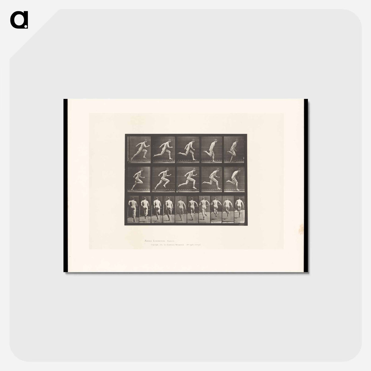 アートポストカード-Sprinting Man
- エドワード マイブリッジ Postcard.