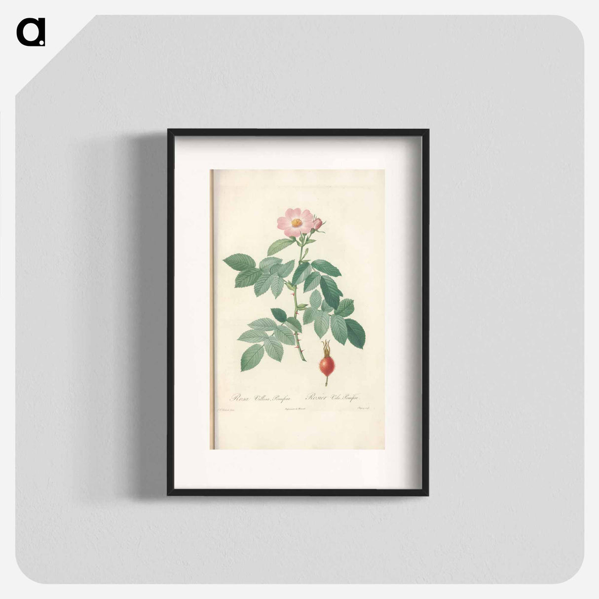 Rose illustration - Pierre Joseph Redouté Poster.