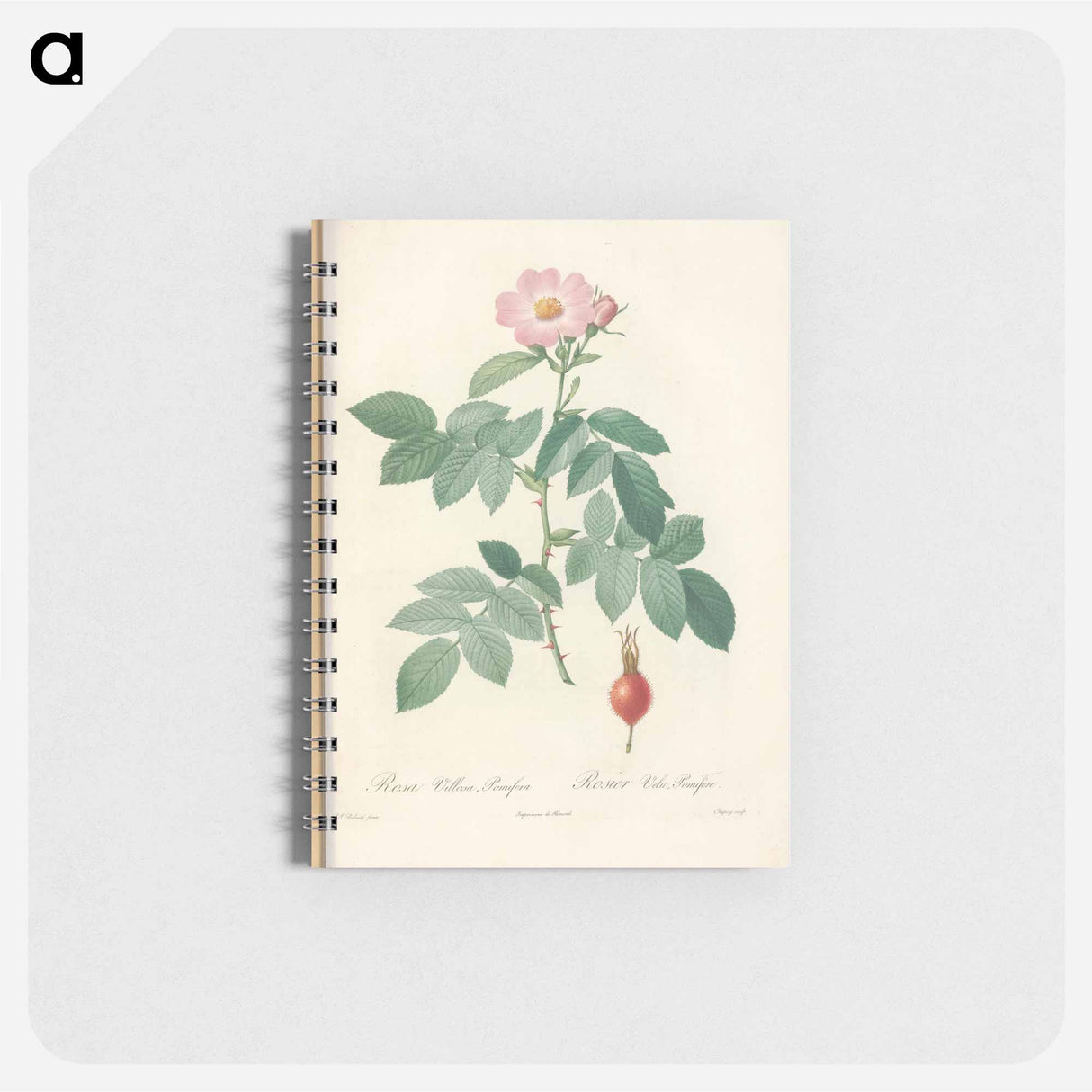 Rose illustration - ピエール ジョゼフ ルドゥーテ Memo.