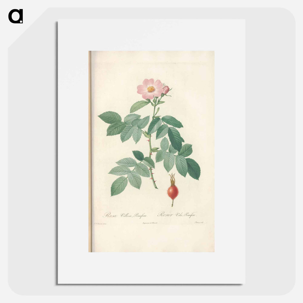 Rose illustration - Pierre Joseph Redouté Poster.