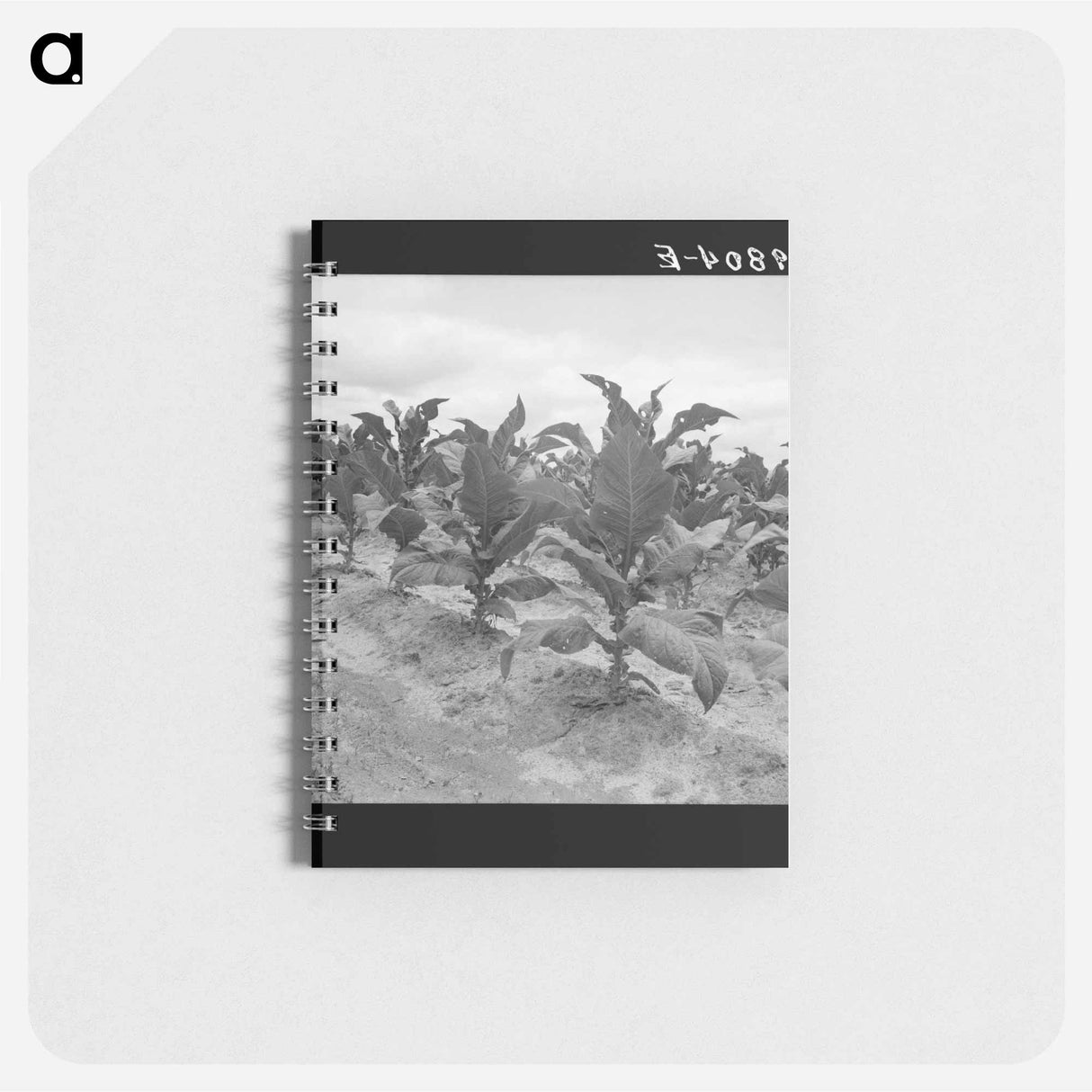Tobacco worms are bad this year on Zollie Lyon's place - ドロテア ラング Memo.