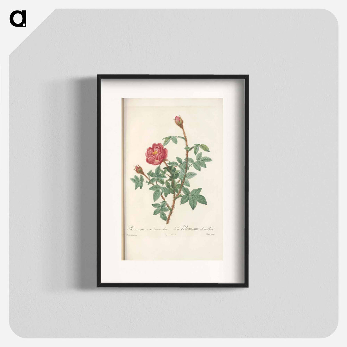 Rose illustration - Pierre Joseph Redouté Poster.