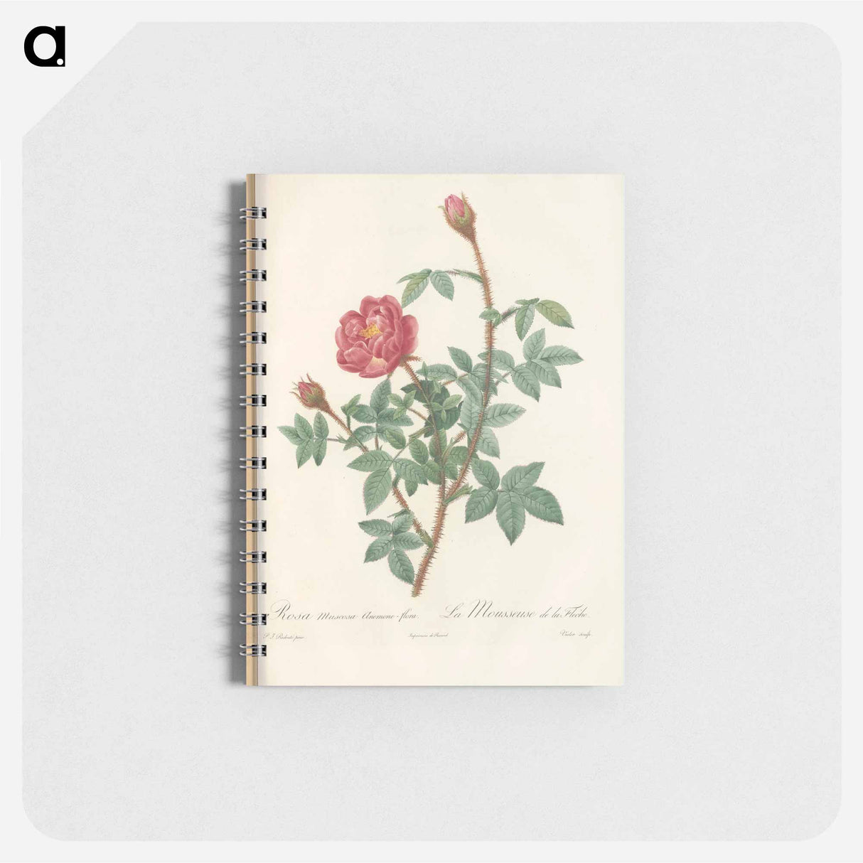 Rose illustration - ピエール ジョゼフ ルドゥーテ Memo.