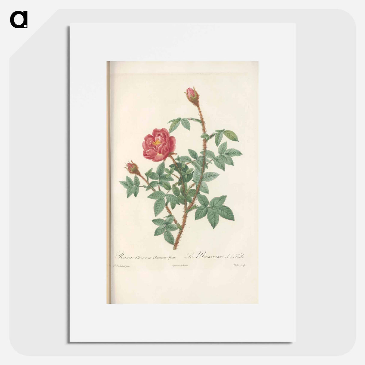 Rose illustration - Pierre Joseph Redouté Poster.