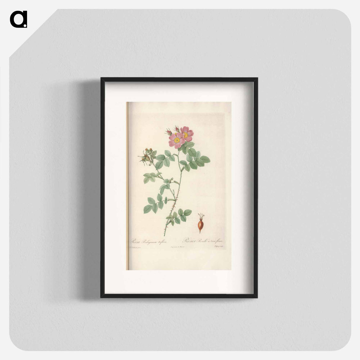 Rose illustration - Pierre Joseph Redouté Poster.