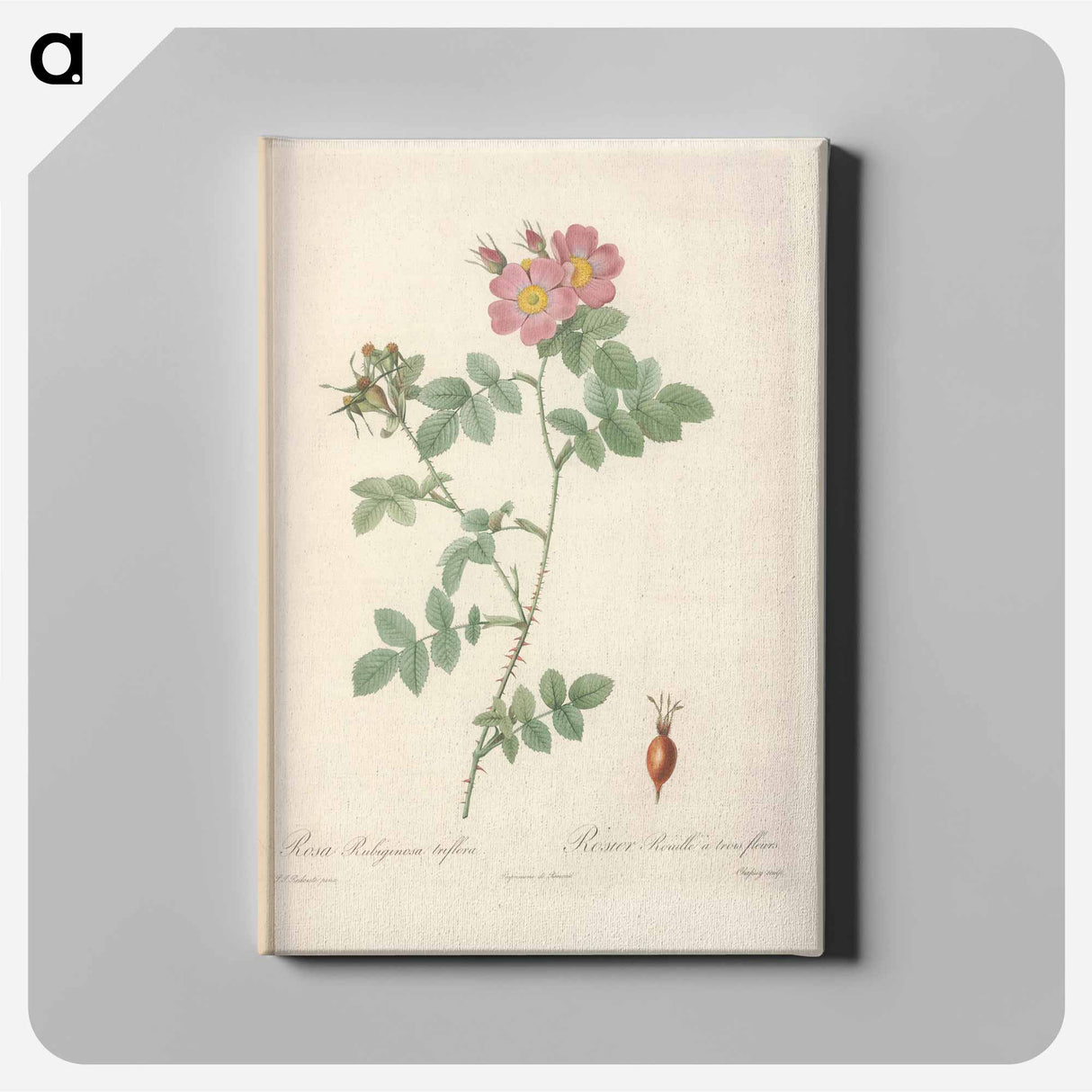 アートパネル-Rose illustration - ピエール ジョゼフ ルドゥーテ Canvas.