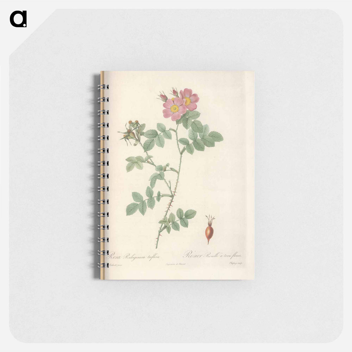 Rose illustration - ピエール ジョゼフ ルドゥーテ Memo.