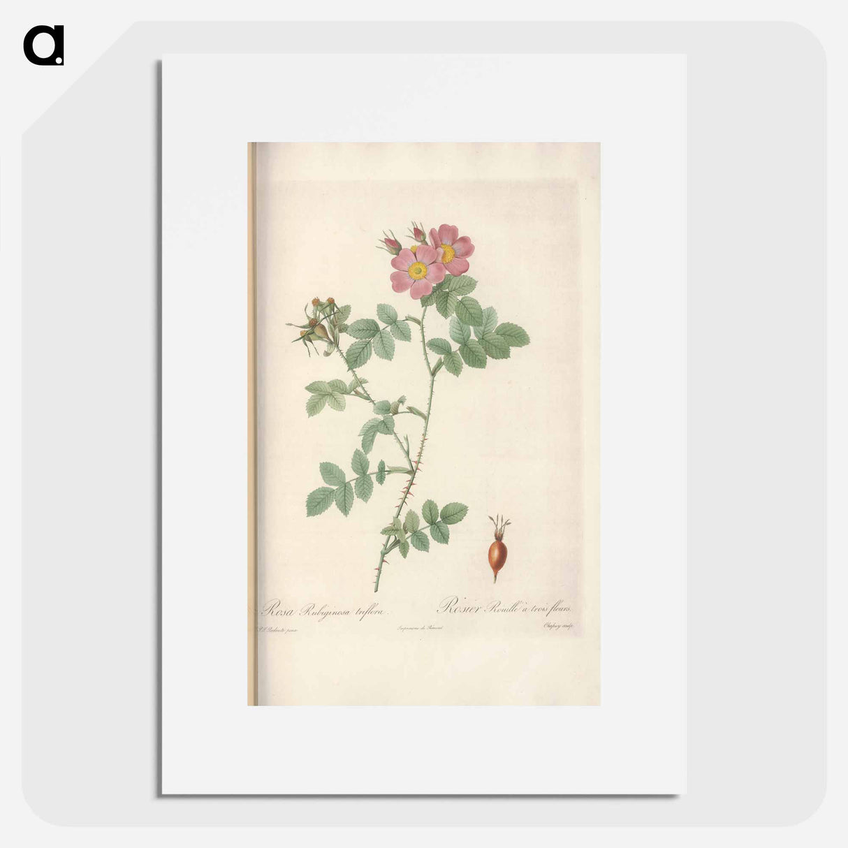 Rose illustration - Pierre Joseph Redouté Poster.