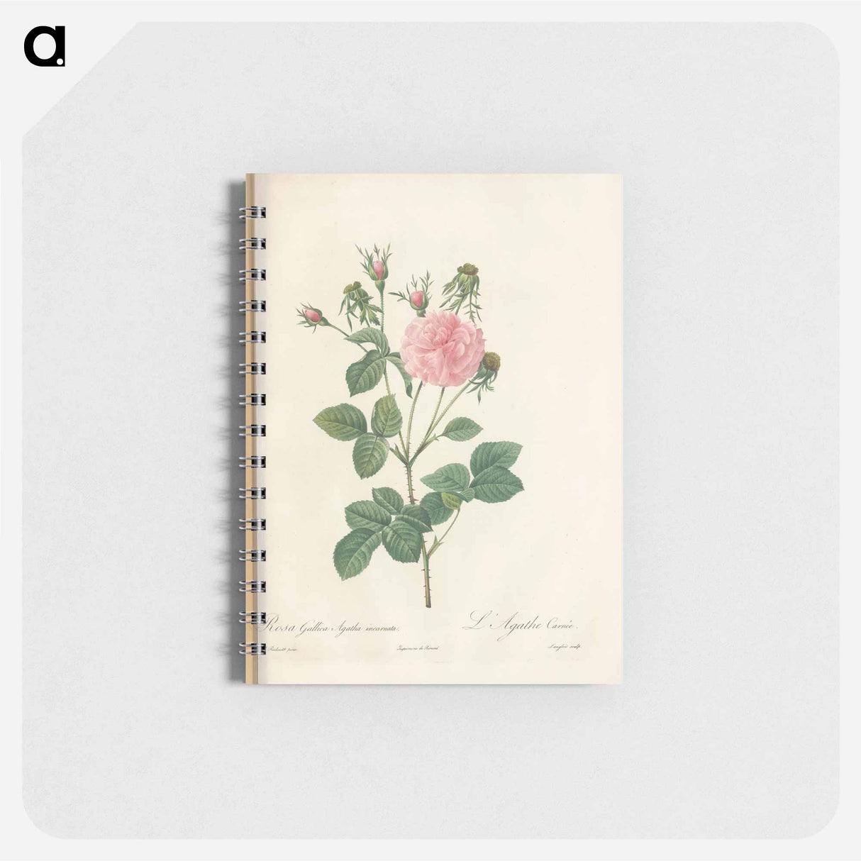 Rose illustration - ピエール ジョゼフ ルドゥーテ Memo.