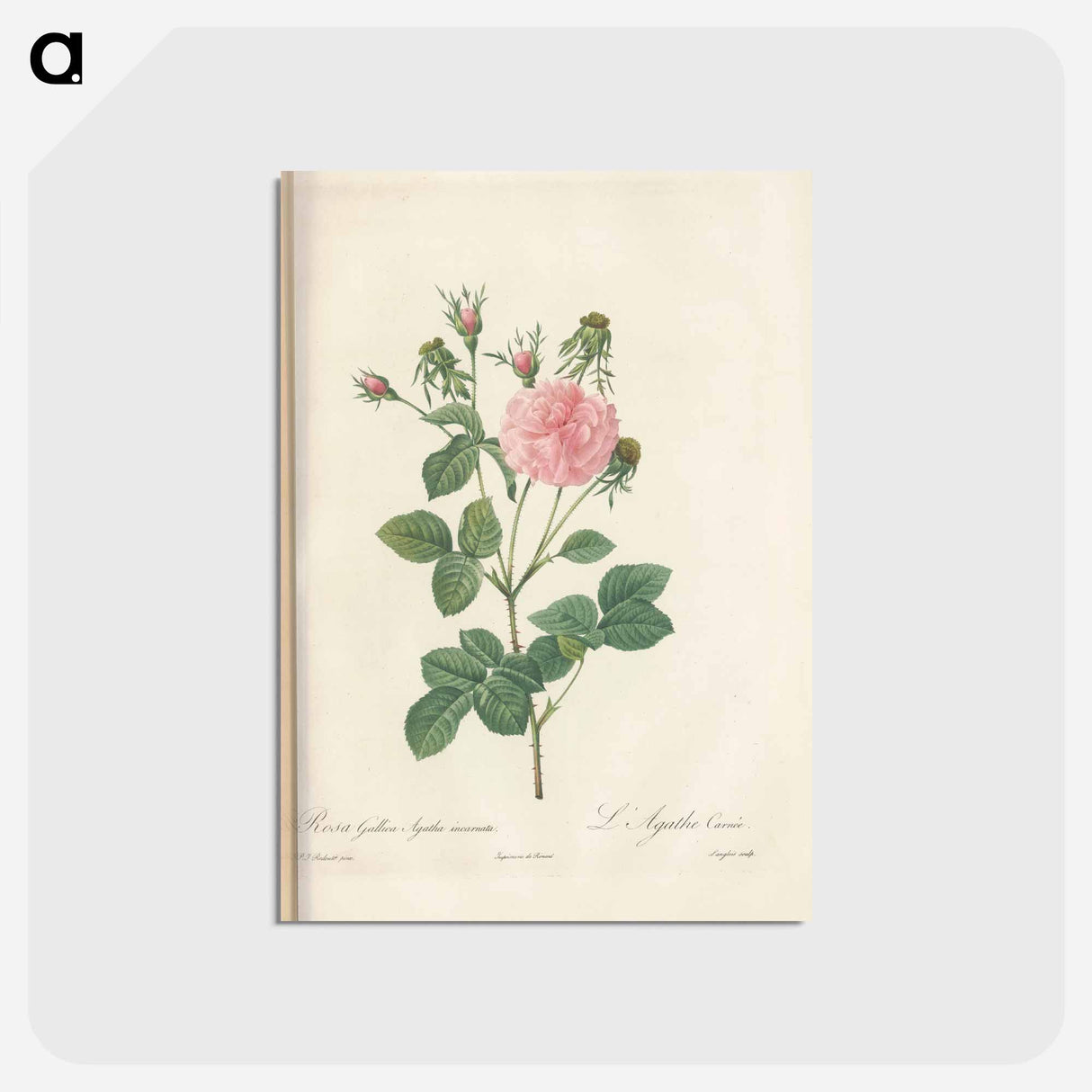アートポストカード-Rose illustration - ピエール ジョゼフ ルドゥーテ Postcard.