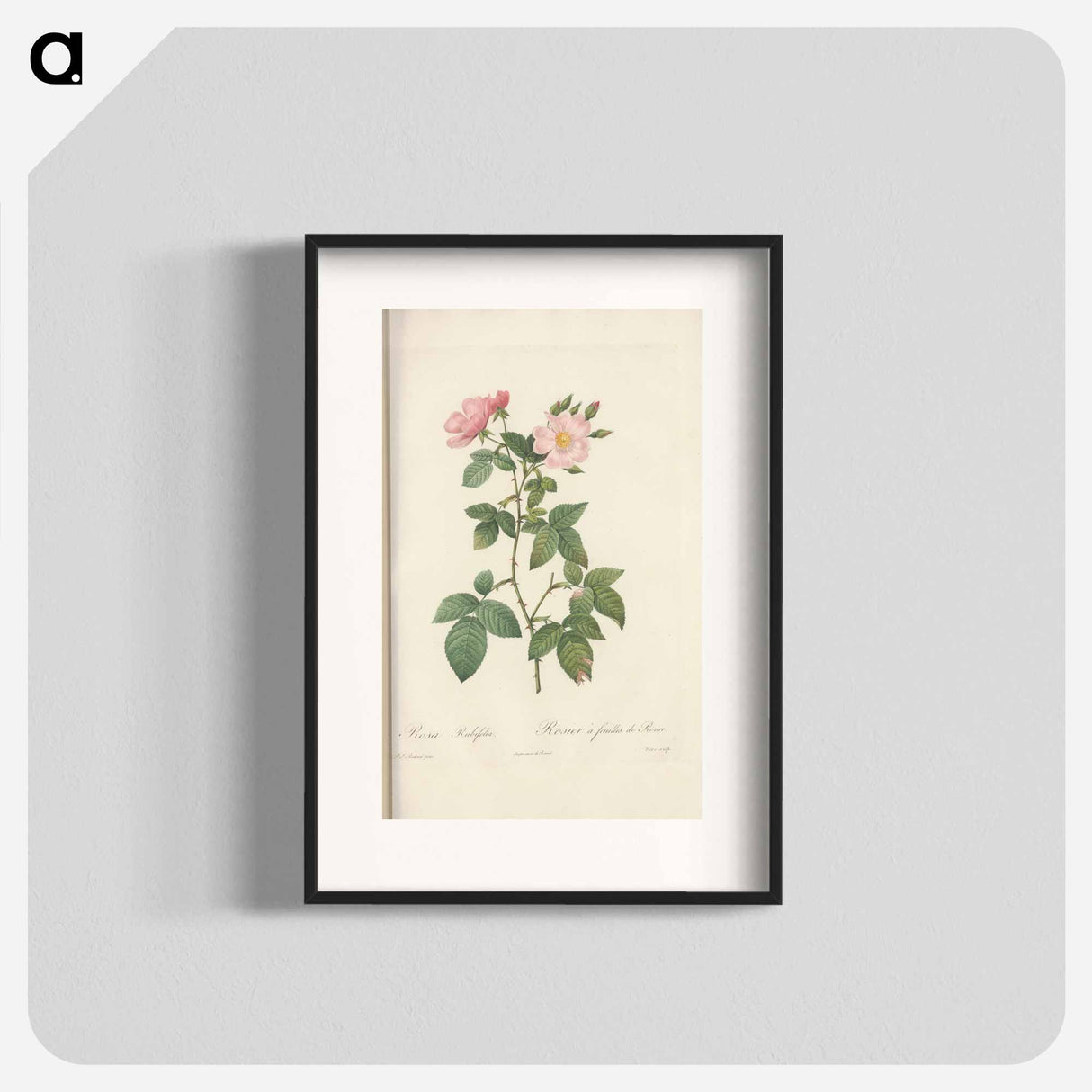 Rose illustration - Pierre Joseph Redouté Poster.