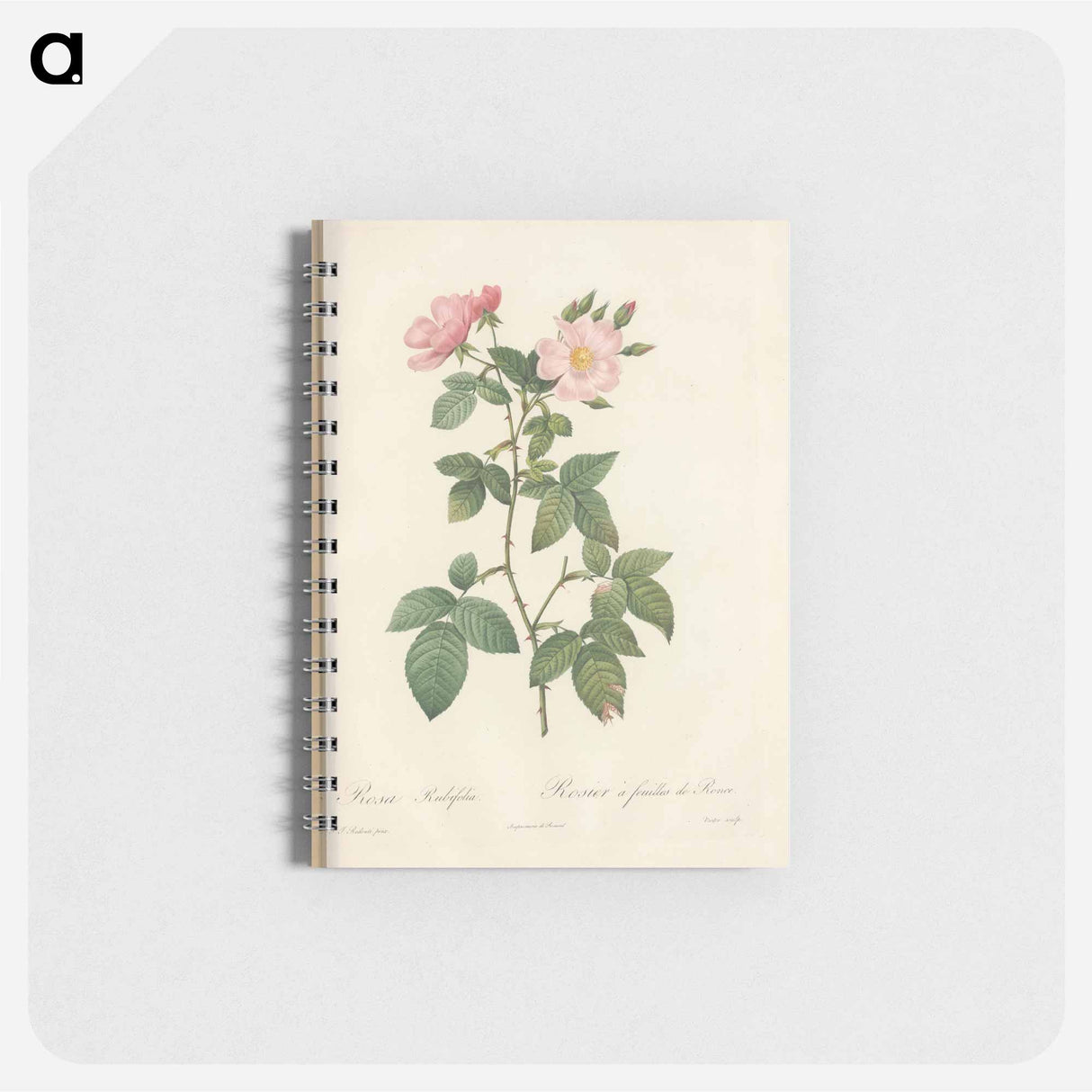 アートメモ帳-Rose illustration - ピエール ジョゼフ ルドゥーテ Memo.