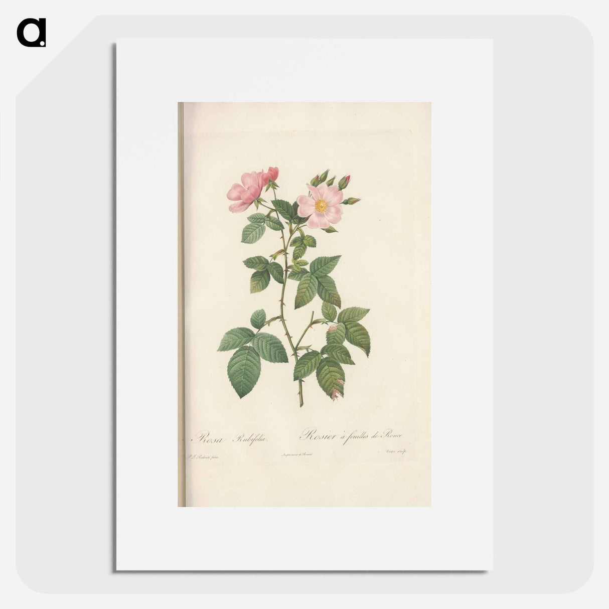 Rose illustration - Pierre Joseph Redouté Poster.