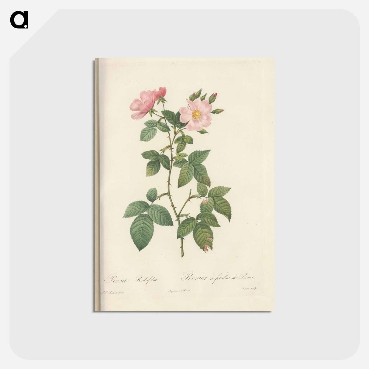 アートポストカード-Rose illustration - ピエール ジョゼフ ルドゥーテ Postcard.