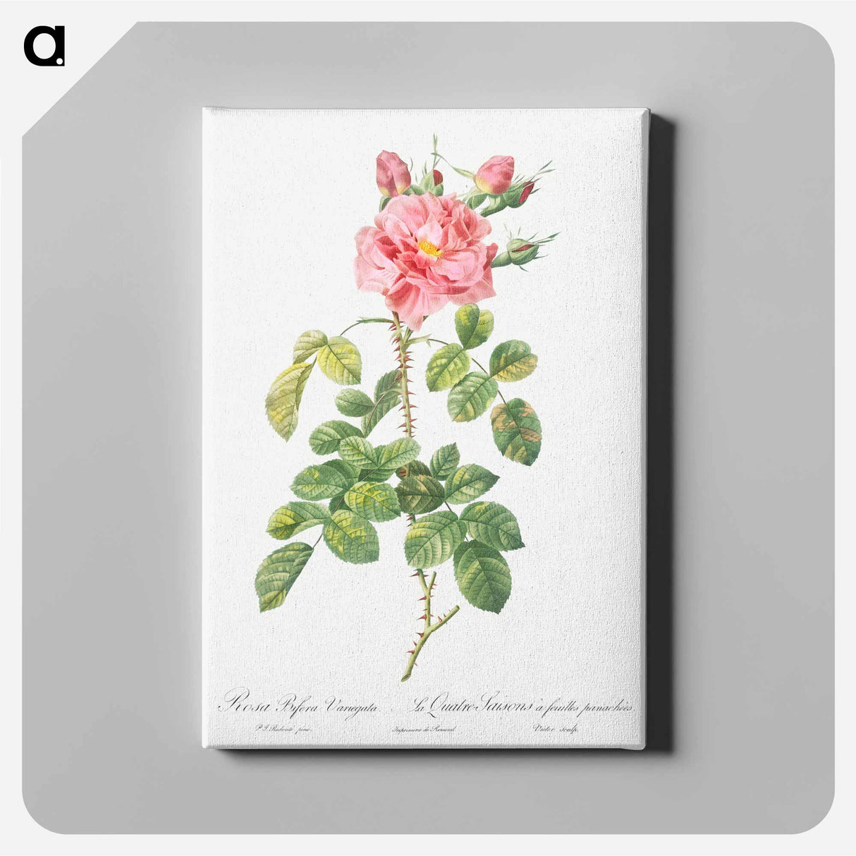 アートパネル-Variegated Four-Seasons Rose - ピエール ジョゼフ ルドゥーテ Canvas.