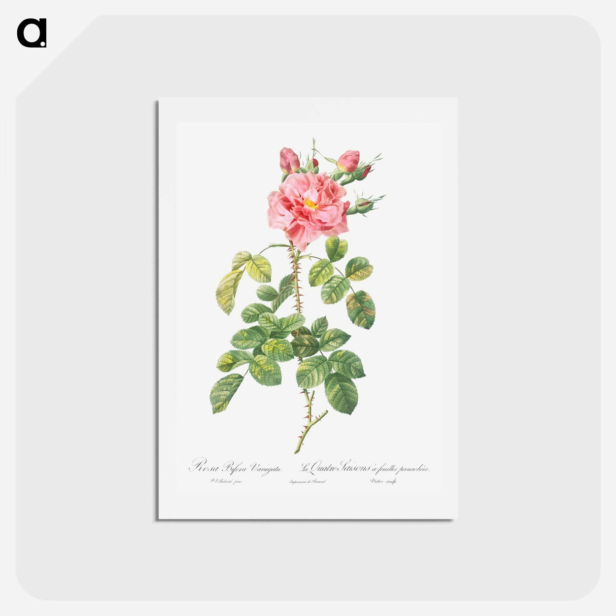 アートポストカード-Variegated Four-Seasons Rose - ピエール ジョゼフ ルドゥーテ Postcard.