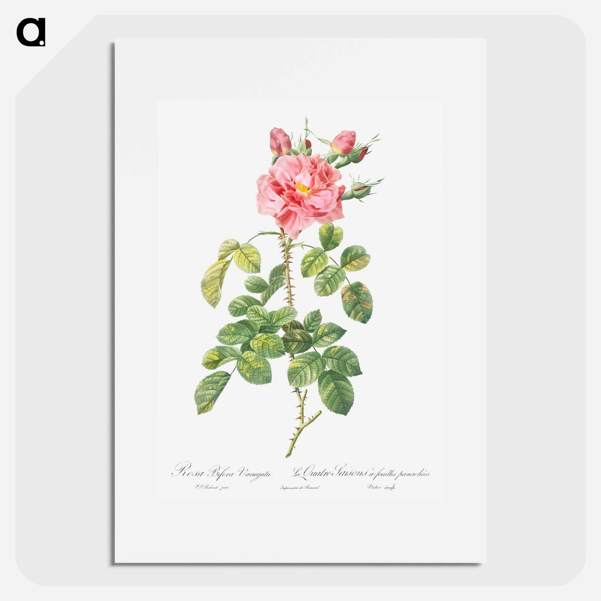 Variegated Four-Seasons Rose - Pierre-Joseph Redouté Poster.